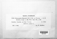 Uromyces geranii image